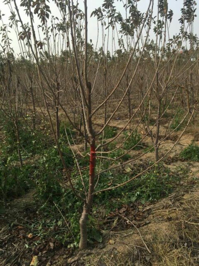 【优选商家】美早樱桃苗，南北方种植，纯度高成活率高