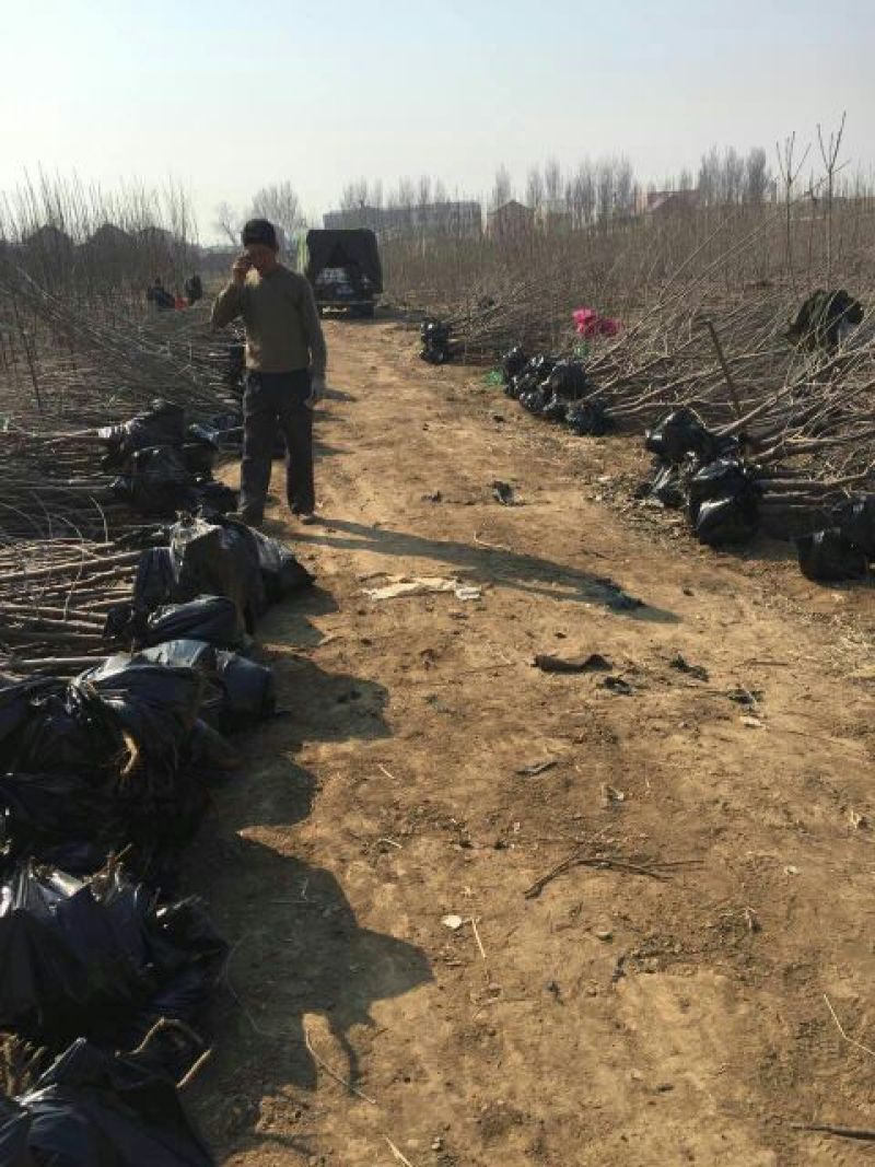 【优选商家】美早樱桃苗，南北方种植，纯度高成活率高