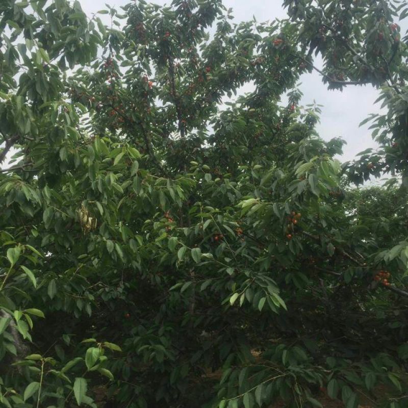 【优选商家】美早樱桃苗，南北方种植，纯度高成活率高