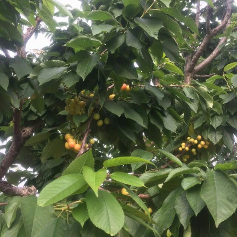 【优选商家】美早樱桃苗，南北方种植，纯度高成活率高