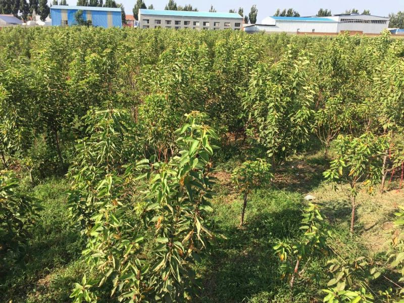 【优选商家】美早樱桃苗，南北方种植，纯度高成活率高