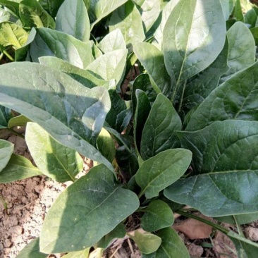 大叶菠菜20~25厘米