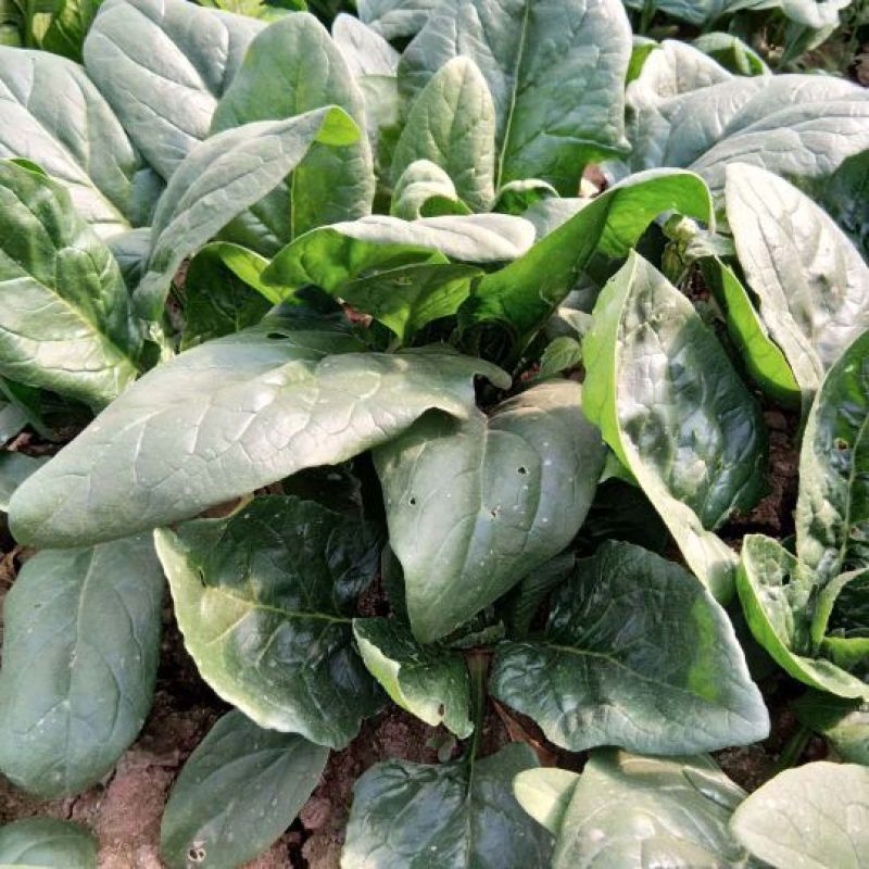 大叶菠菜20~25厘米