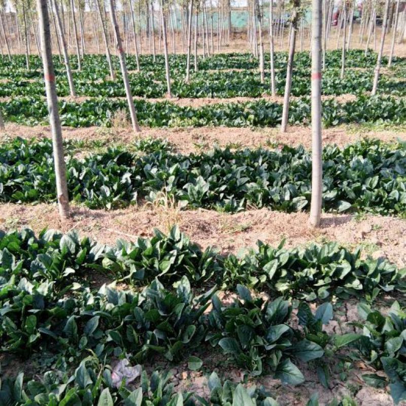 大叶菠菜20~25厘米