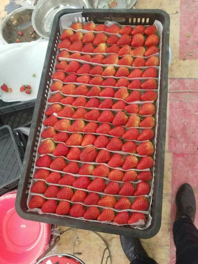 红颜草莓20~30克