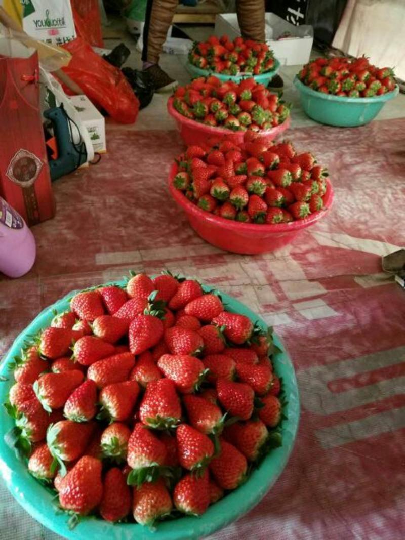红颜草莓20~30克