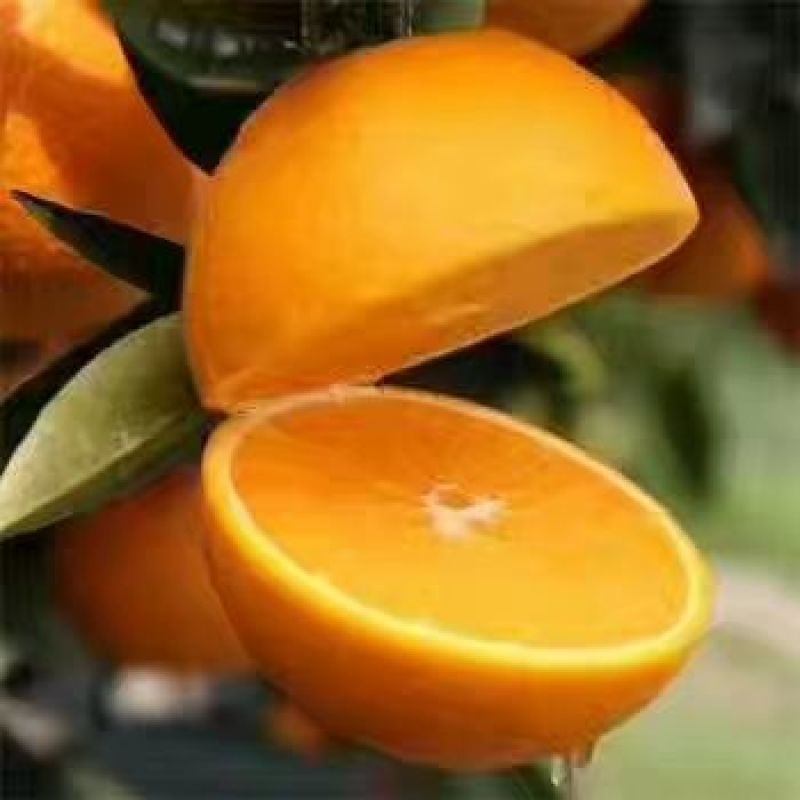 纽荷尔脐橙/秭归纽荷尔/圆虹水分足口感甜