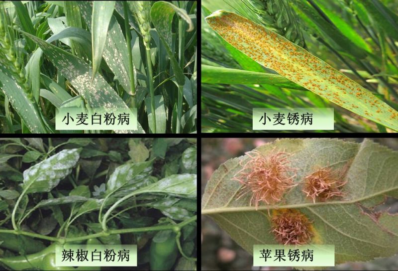 三唑酮三唑铜果树锈病月季药多肉药花卉白粉病杀菌剂粉锈宁