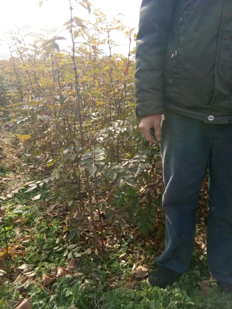 花椒苗