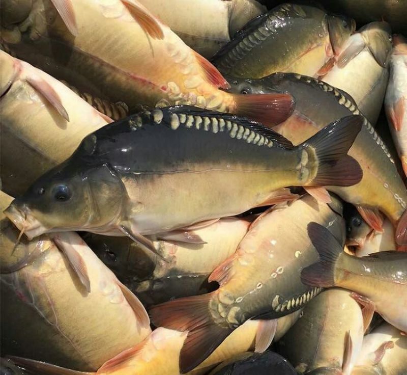 河鲤鱼食用1~2公斤