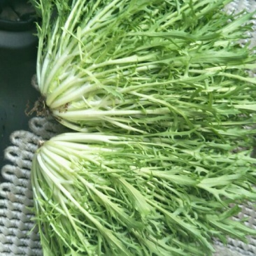 苦菊15~20cm