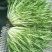 苦菊15~20cm