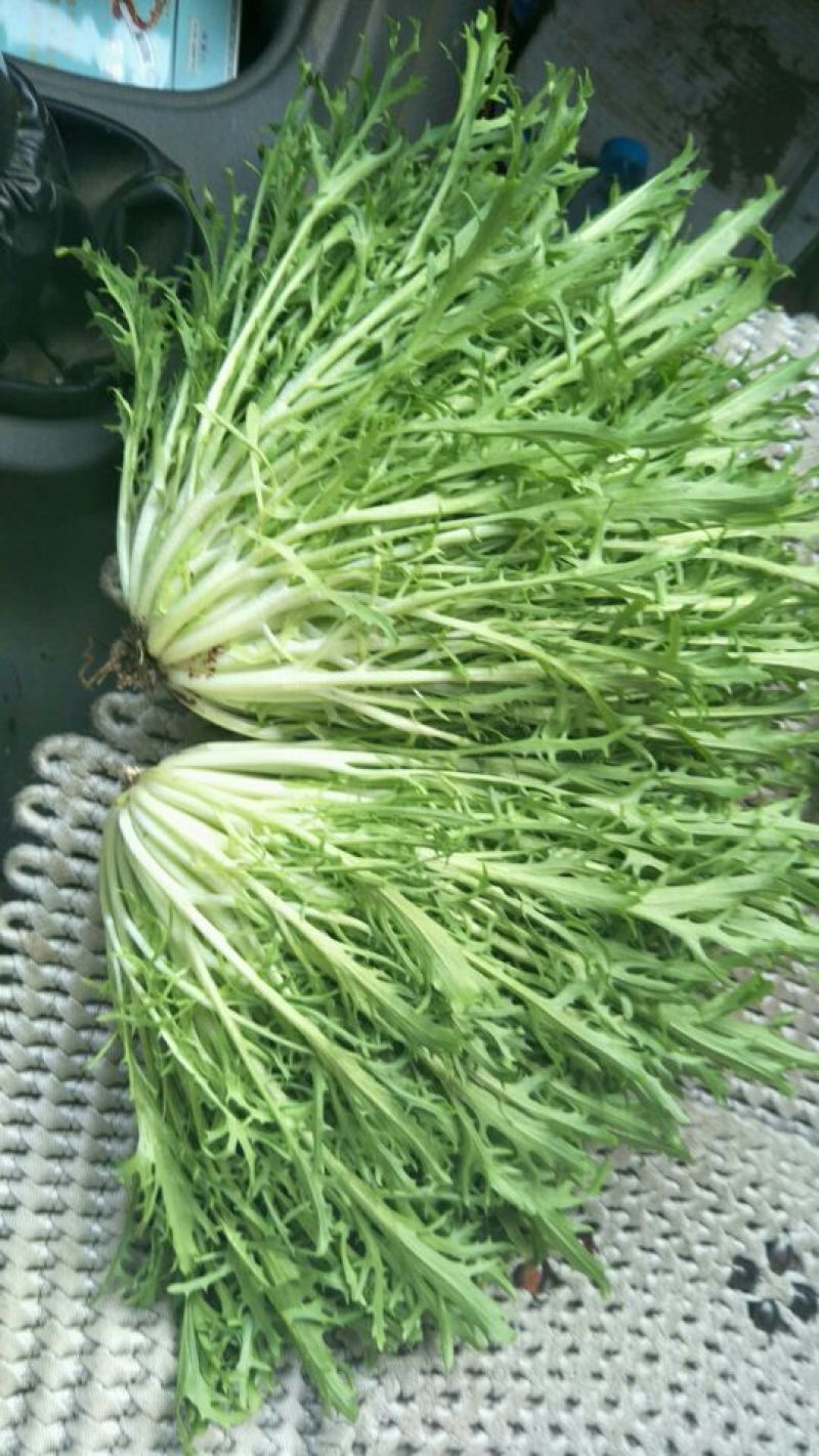 苦菊15~20cm