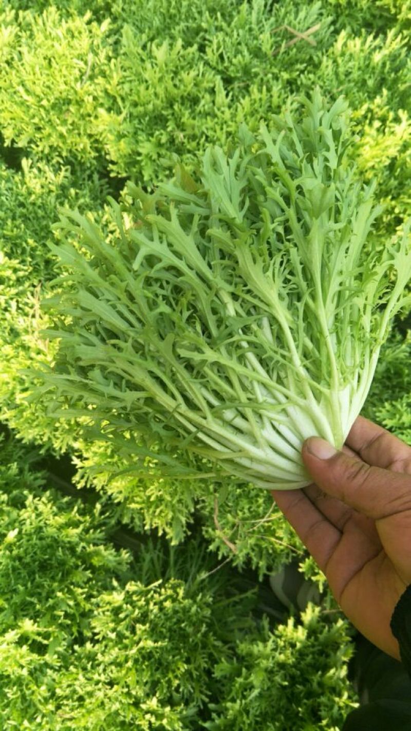 苦菊15~20cm