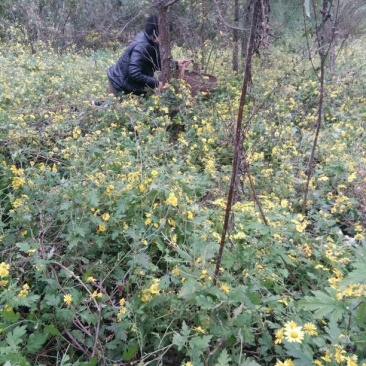 野菊花袋装