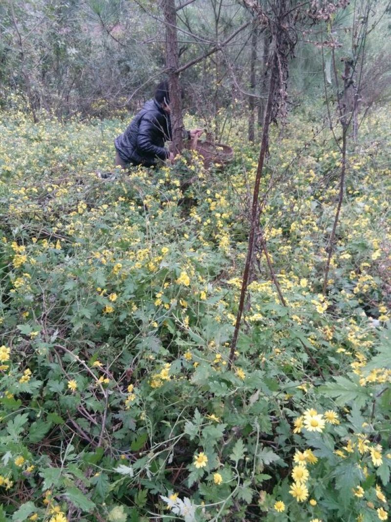 野菊花袋装