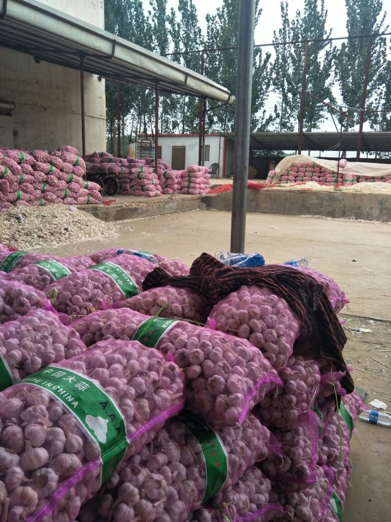 【万亩基地】精品大蒜扒米大量上市一手货源全国发货