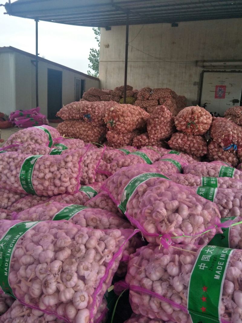 【万亩基地】精品大蒜扒米大量上市一手货源全国发货