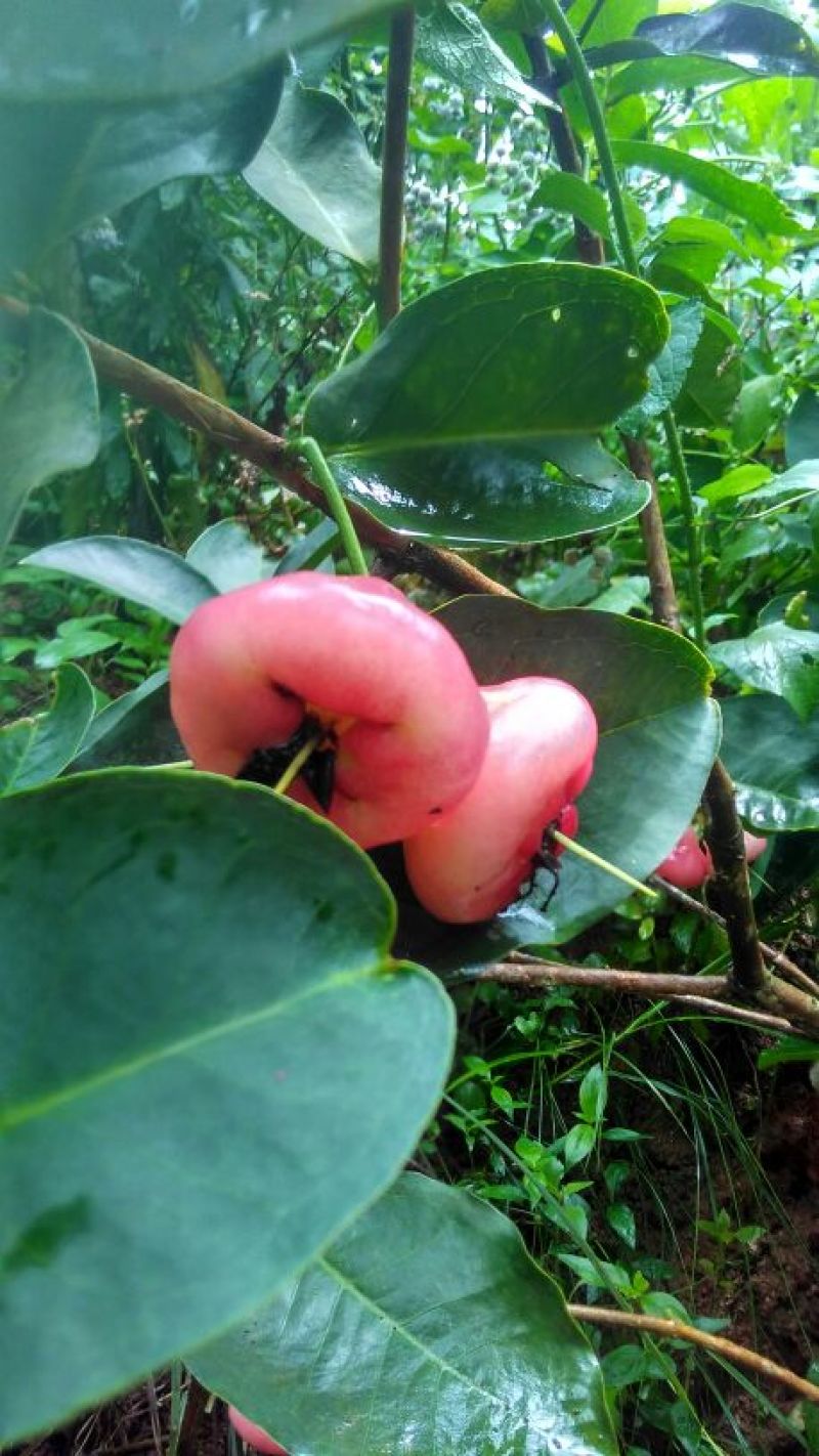 莲雾种苗