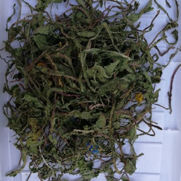 蒲公英10cm以上