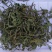 蒲公英10cm以上