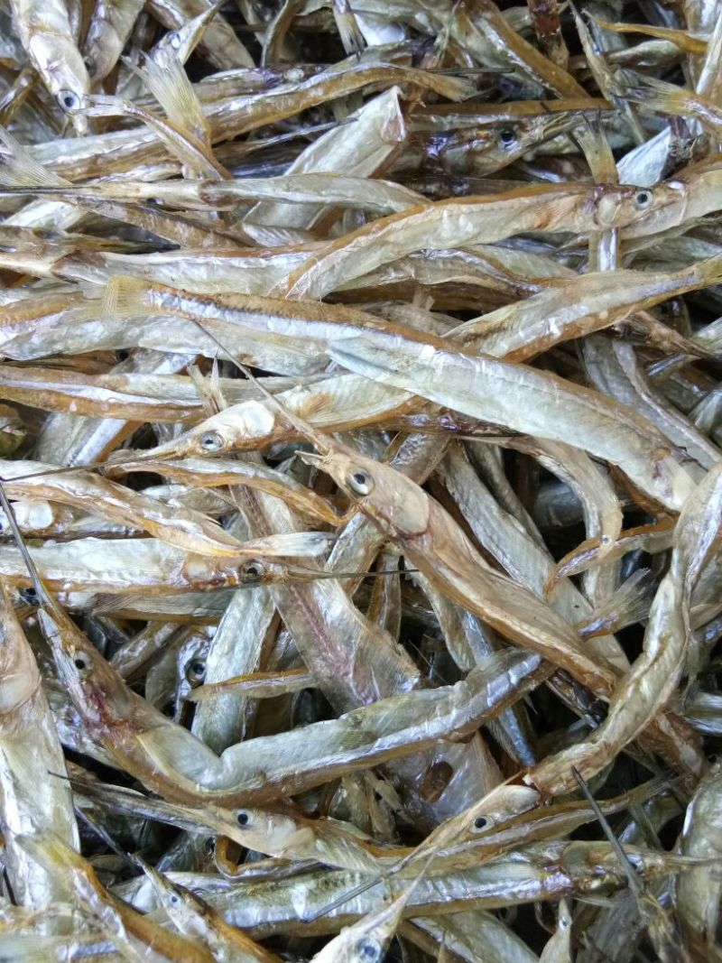 针嘴鱼针宫鱼麻婆鱼洪泽湖