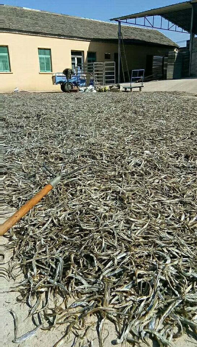 针嘴鱼针宫鱼麻婆鱼洪泽湖
