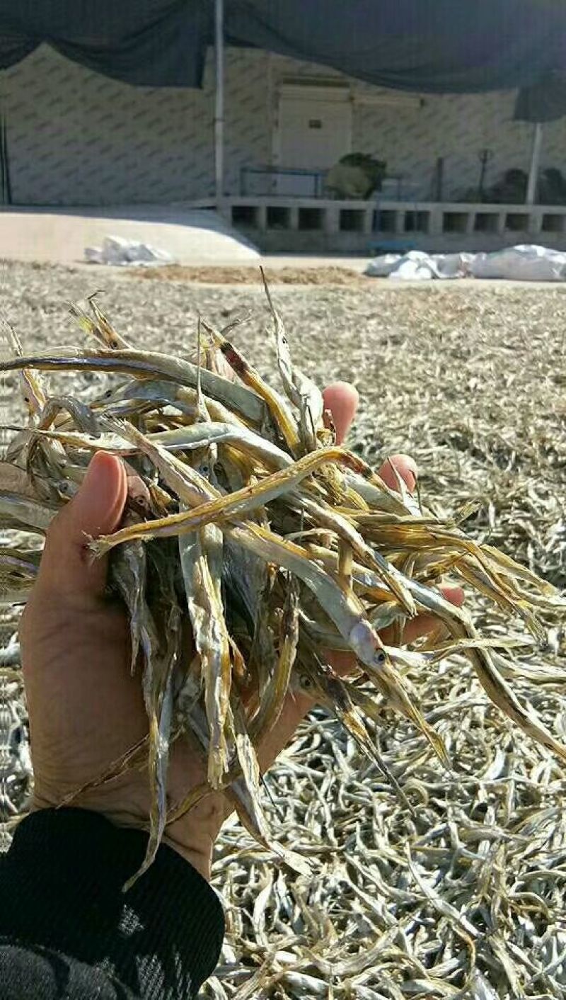 针嘴鱼针宫鱼麻婆鱼洪泽湖