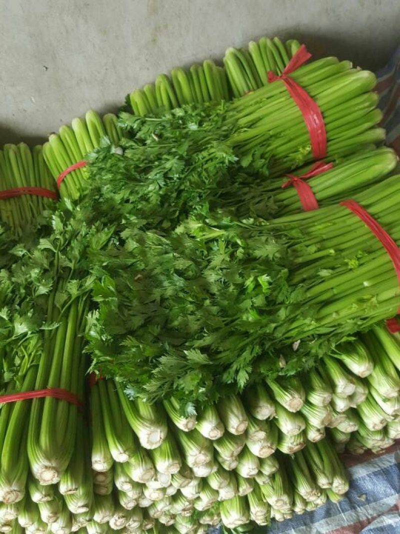 皇妃芹菜50cm以上，产地代收，代发全国各地。