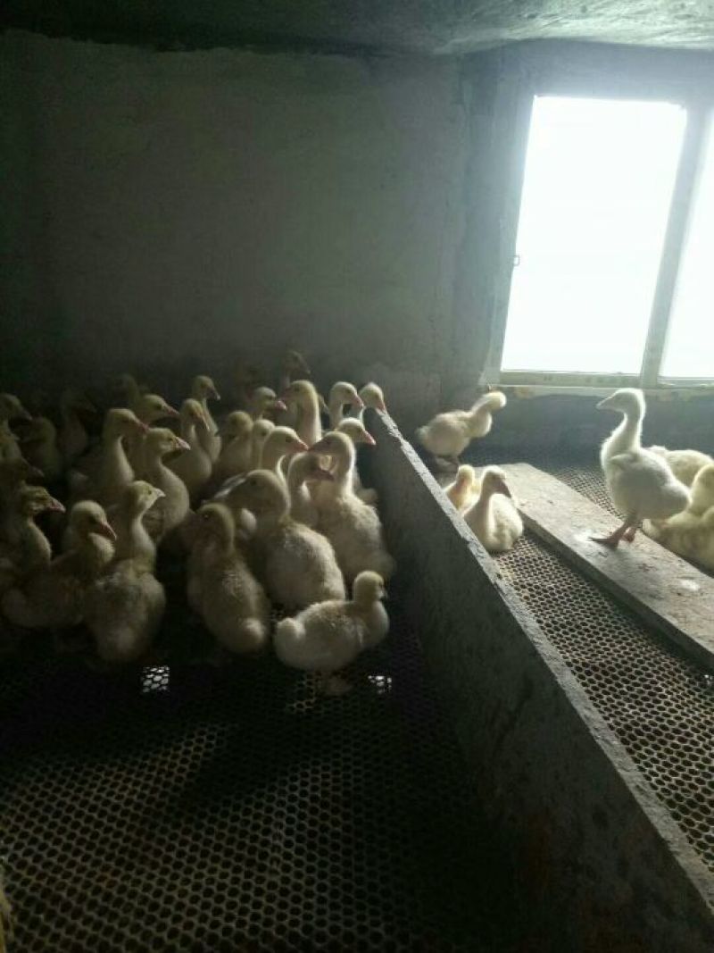 大品种鹅苗批发皖西白鹅苗