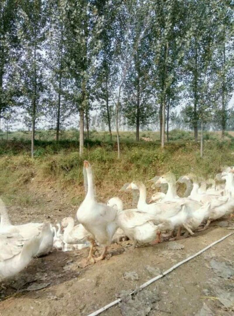 大品种鹅苗批发皖西白鹅苗