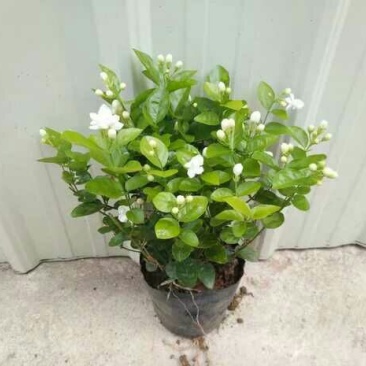 茉莉花带盆栽好广西横县茉莉花营养杯重瓣双辦茉莉花