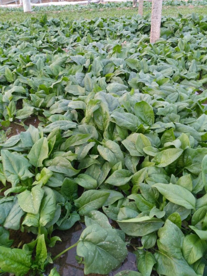 菠菜25~30厘米