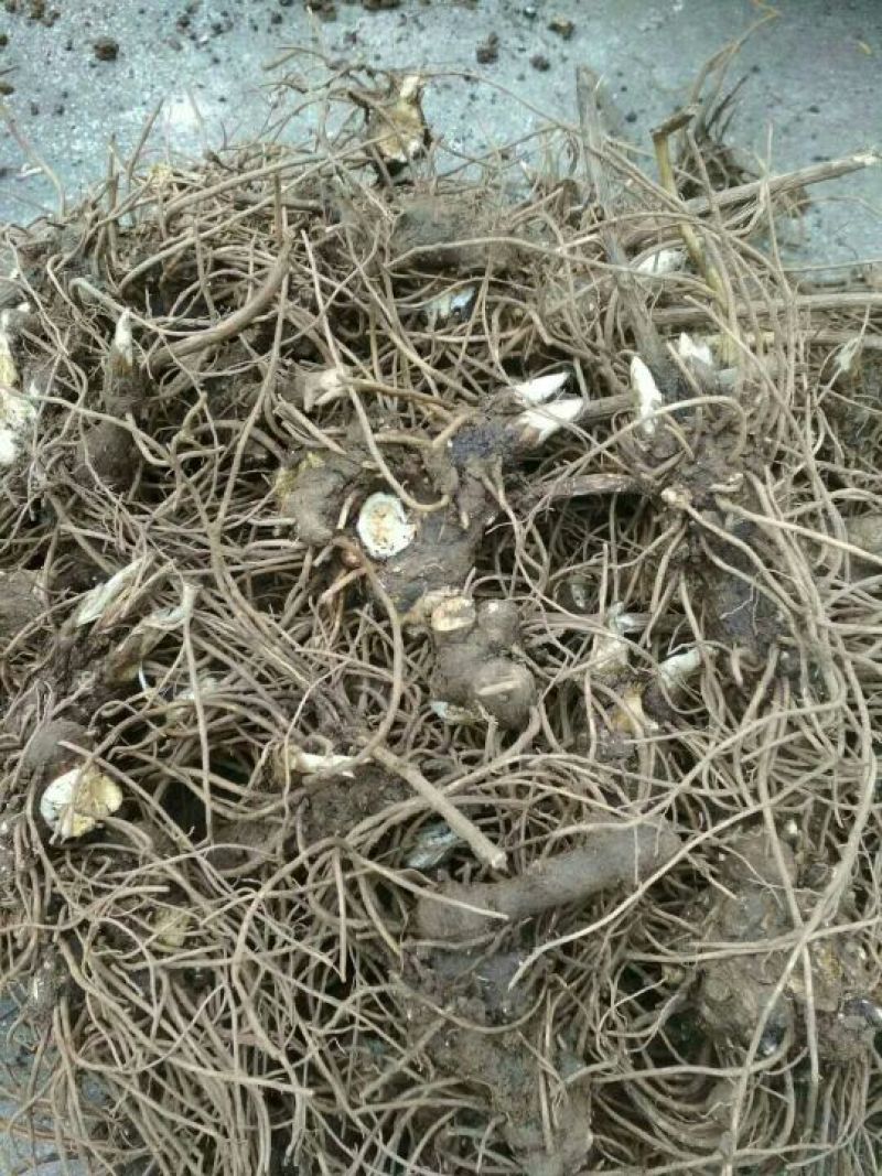 苍术