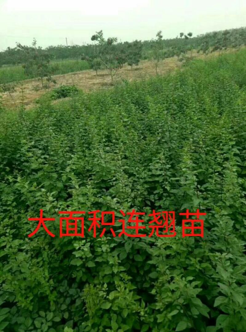 药用连翘苗1-5年苗粗度0.4-1公分以上的规格齐全