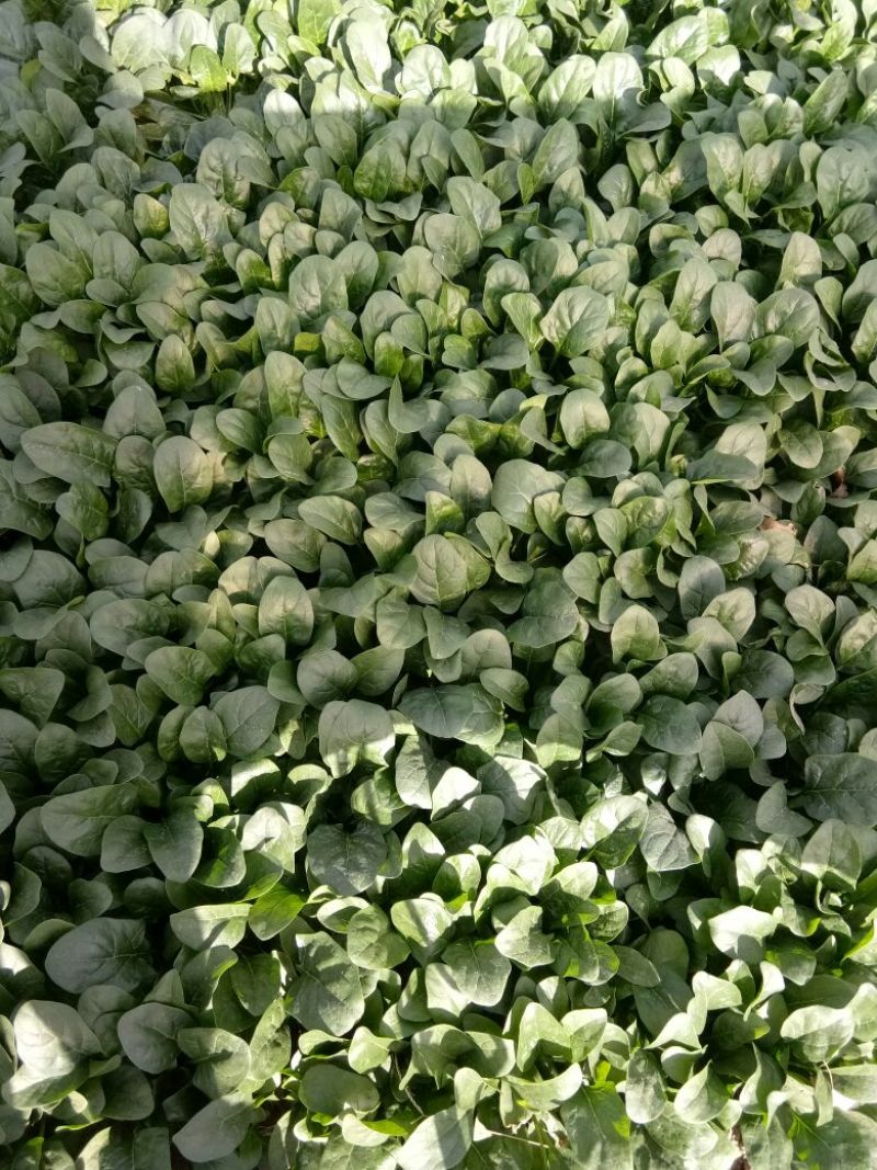 大叶菠菜20~25厘米
