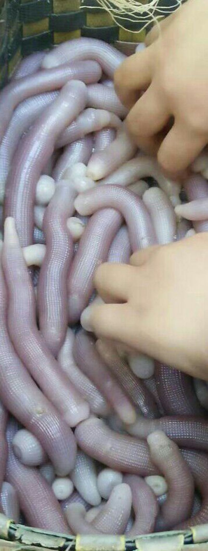 北海鲜活沙虫