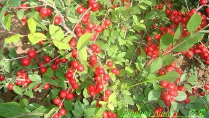 【推荐】钙果苗农大系列食用罐头钙果量大从优保湿邮寄