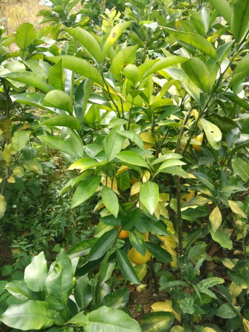 沃柑苗50~80cm