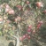 菏泽苹果红富士苹果自家果园生态种植口感脆甜