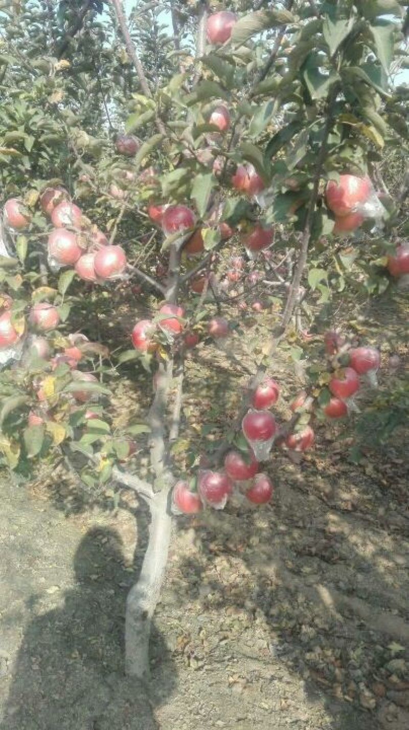 菏泽苹果红富士苹果自家果园生态种植口感脆甜