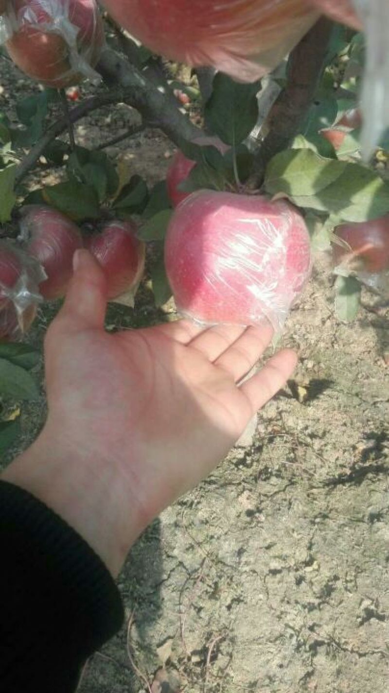 菏泽苹果红富士苹果自家果园生态种植口感脆甜