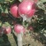 菏泽苹果红富士苹果自家果园生态种植口感脆甜