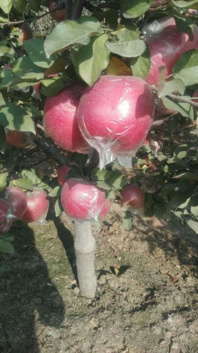 菏泽苹果红富士苹果自家果园生态种植口感脆甜