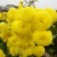 菊花茶一级