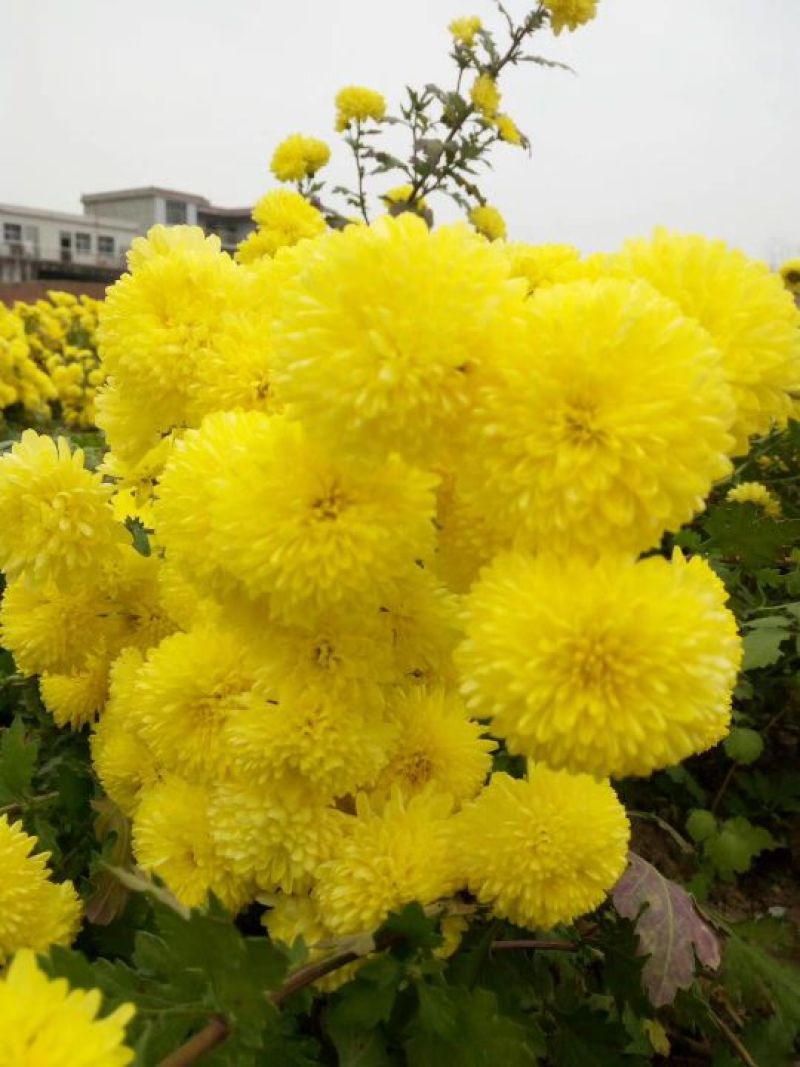 菊花茶一级