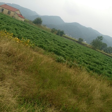 干菊花