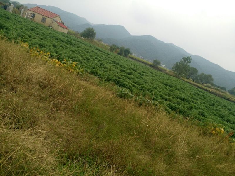 干菊花