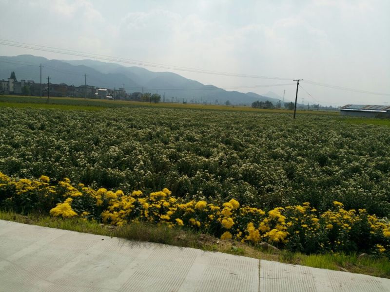 干菊花