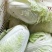 大白菜净菜4~6斤质量保证一条龙服务全国发货